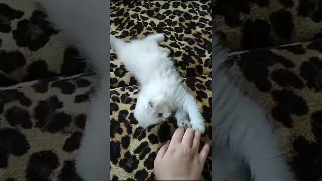шотландские вислоухие плюшевые котята Шиншиллы
