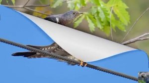 Голоса птиц: глухая, или одноголосая кукушка