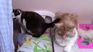 Ну погоди!!!! Два брата - акробата. Мейн кун и сноу шу