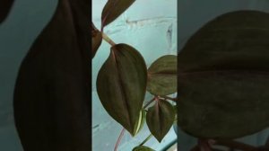 Традесканции и крестовник крупноязычковый