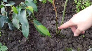 Начинаю черенкование отцветших роз.Показываю результаты черенкования 2020.