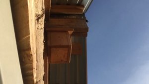 Так кричит скворец , когда чувствует опасность за птенцов