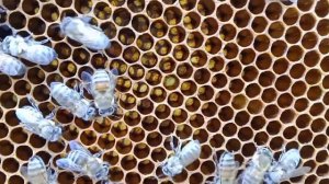 100 %  приём, подсадка дорогой или ценной матки, на усатый расплод 👌#MihailShip #пасека #маткасеет