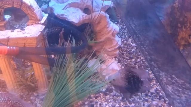 Короткотелые Бриллиантовые Цихлазомы смотреть онлайн