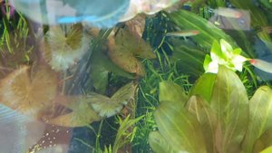 Нимфея шикарная. Аквариум большого объёма 250×60×50 на 750 литров. Часть 33