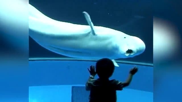 Amazing! Funny Dolphin Make Baby Laugh|| Funny Baby And Pet смотреть онлайн
