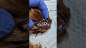 Нужно ли делать ультразвуковую чистку зубов собаке?История йорка по имени Вишна❤️🙏 #ушаковдмитрий