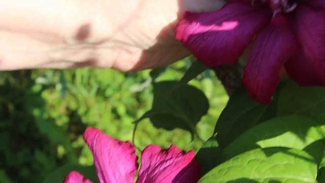 Клубничный десерт в лаваше. Сбор иван-чая. смотреть онлайн