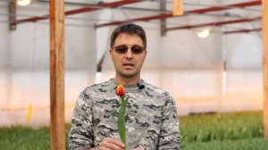 Фаза срезки тюльпанов | Когда срезать тюльпан? | Инструкция в описании