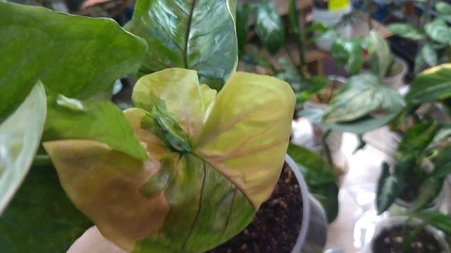 Просто цветочное ассорти. Выставка комнатных растений. смотреть онлайн