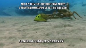 Как выходила жизнь из ВОДЫ на СУШУ / How life came out from WATER