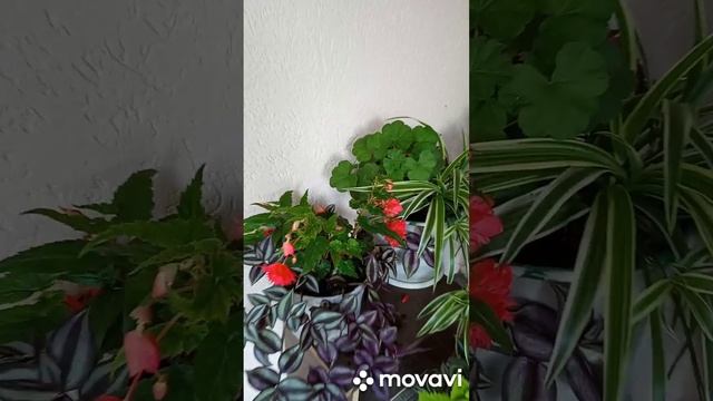 Композиции из цветов у подъезда