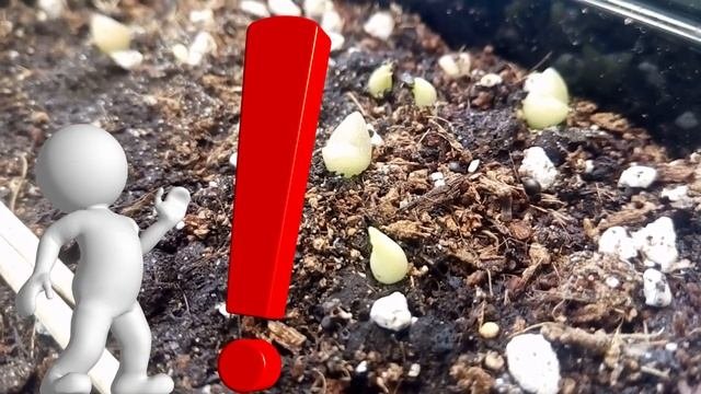 Как вырастить кактусы из семян ?