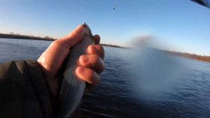 Рыбалка. Ловля хариуса на муху ОСЕНЬЮ 2020 г. (Рыбалка на Дальнем Востоке)