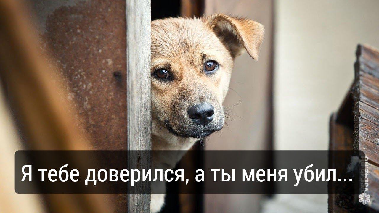 Обращение к живодёрам стреляющим в собак смотреть онлайн