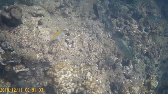 pasikuda reef Snorkeling смотреть онлайн