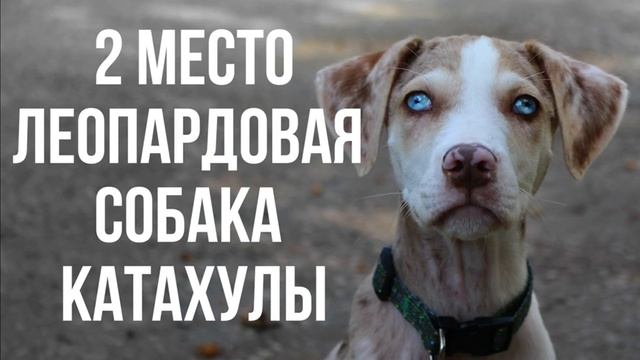 РЕДКИЕ ПОРОДЫ СОБАК ТОП 5