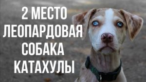РЕДКИЕ ПОРОДЫ СОБАК ТОП 5