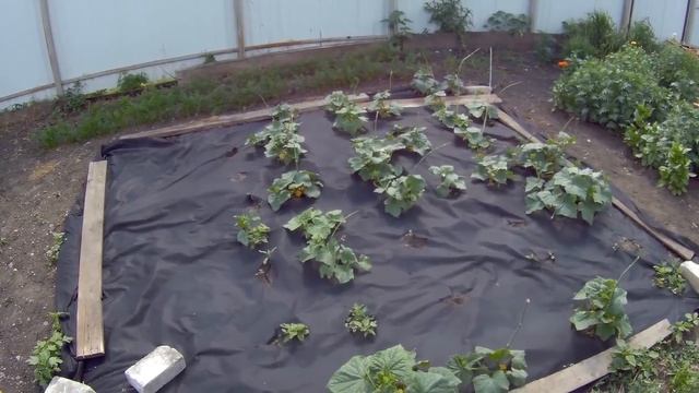 Веерное окучивание картошки.Готовим компост. Обзор дочкиного огорода! смотреть онлайн