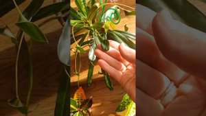 КРОТОН (кодеум). Обзор моей коллекции кротонов