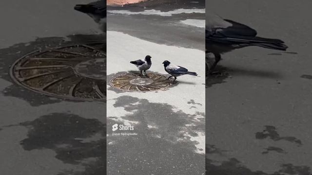 Повстречались утром рано