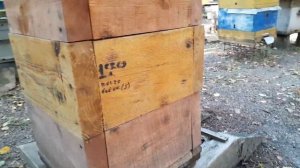 О "Японском" улье.    Работы на пасеке осенью...