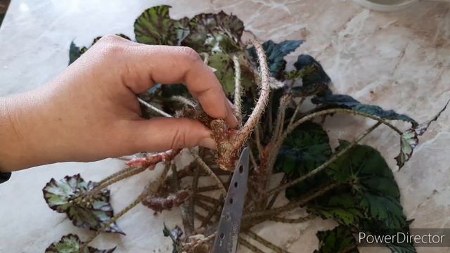 БЕГОНИЯ ТИГРОВАЯ. Омолаживаем и черенкуем. смотреть онлайн