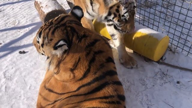 Тигры на каникулах смотреть онлайн