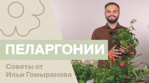 Пеларгонии | Советы от Ильи Гомыранова