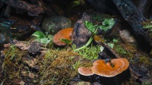 Reishi Mushroom Growing - Lingzhi Mushroom Forest - Time-lapse photography 2023