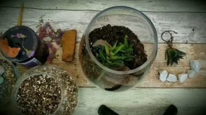 Forest Terrarium Idea | Террариум мини лес