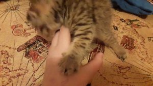 Покемон Юми-чу.Милота.