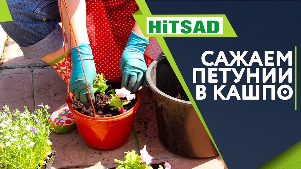 ПРАВИЛЬНАЯ ПОСАДКА ПЕТУНИЙ В КАШПО   Рассада петунии