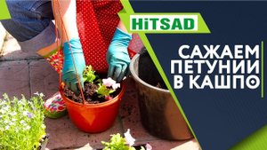ПРАВИЛЬНАЯ ПОСАДКА ПЕТУНИЙ В КАШПО   Рассада петунии
