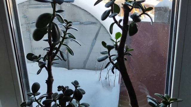 ТОЛСТЯНКА: мой опыт, уход, обрезка ☀️