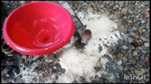 Промывка котла Термона Ставрополь. тел: 90-89-99