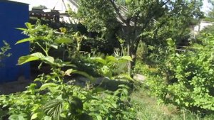 видео обзор сорт малины херитейдж, вся правда