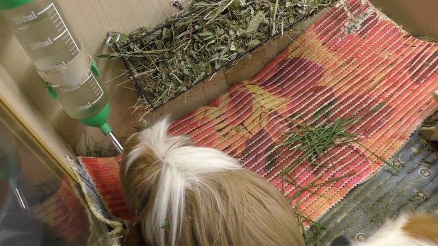 РЫЖИК ЖИВИ!!! МОРСКАЯ СВИНКА ЗАБОЛЕЛА