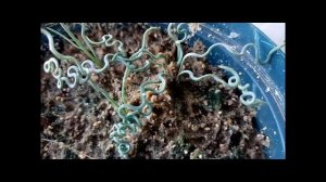 Альбука и трахиандра