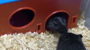 Сселение песчанки Пуговки к песчанке Чипику. Знакомство песчанок  😊🧡 #сселениепесчанок #песчанка