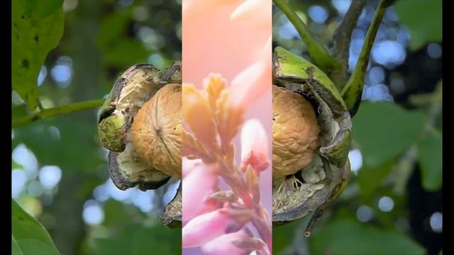 Д Клявер странный сон смотреть онлайн