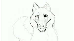 quick wolf sketch!