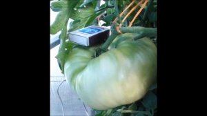 Крупноплодный Томат сорт Золотой гигант Нельсона