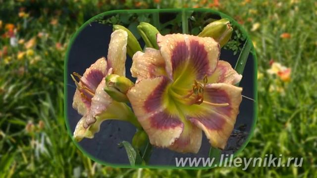 Лилейник Селекция ВИНЬЕТКА х УЛЫБКА БАРБИ №21082 смотреть онлайн