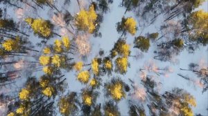 База отдыха Лапландия