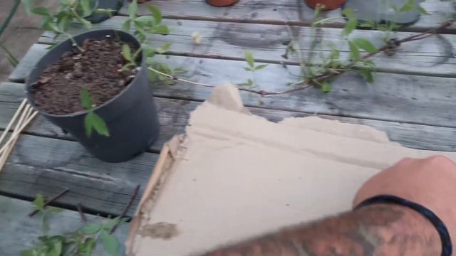 HOW TO TAKE SUCCESSFUL CLEMATIS CUTTINGS. 🌺🌱 FREE PLANTS . Propagation No o.5 смотреть онлайн