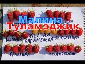 Малина Тула Мэджик