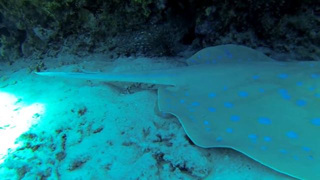 Дайвинг Красное море