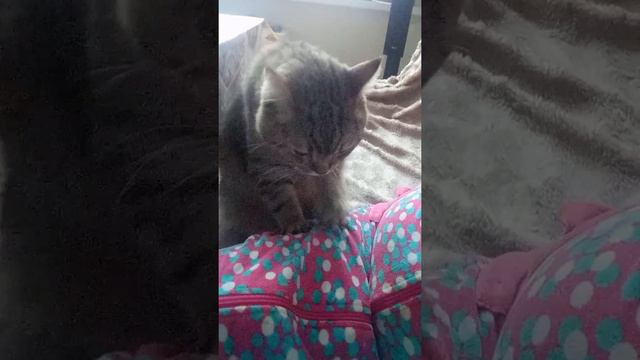 Шотти делает мне массаж. Кот массажист. смотреть онлайн