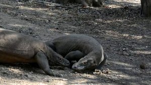 HUGE KOMODO DRAGONS FIGHTING on RINCA ISLAND - Драка огромных Комодских Варанов
